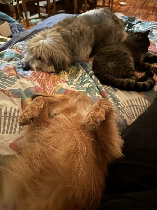 Jumbo kochany koci przytulas