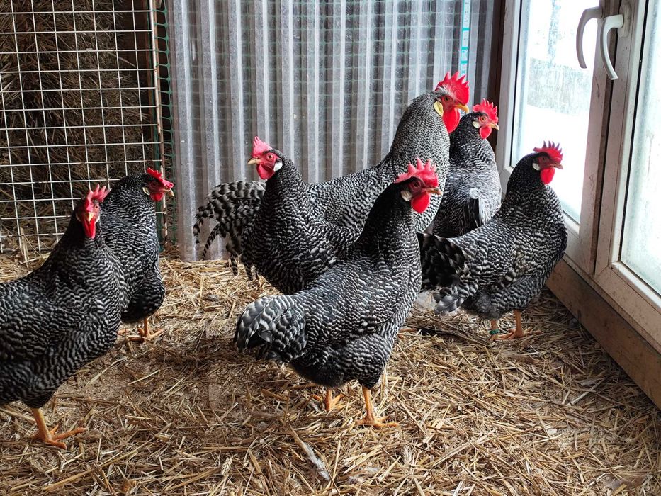 Włoszka Pręgowana-jarzębata, jaja lęgowe