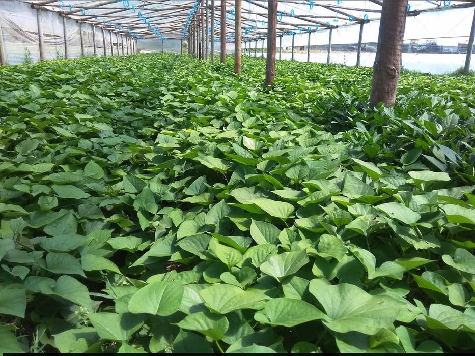 Rama de Batata Doce