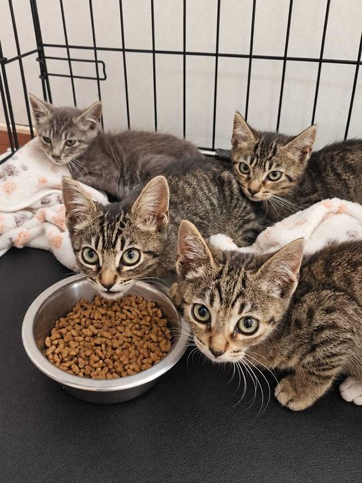 Gatas bebés fêmeas para adoção responsável