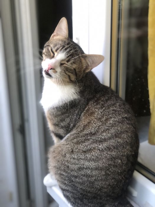 Котик 1,5 года бесплатно