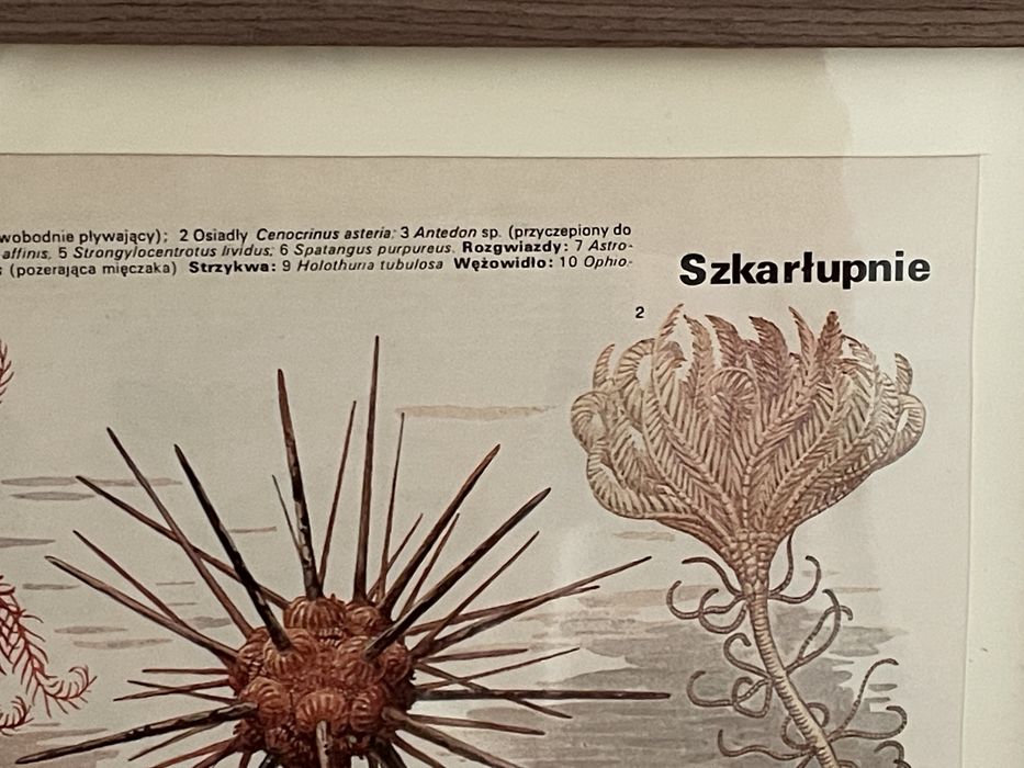 Szkarłupnie stara  grafika