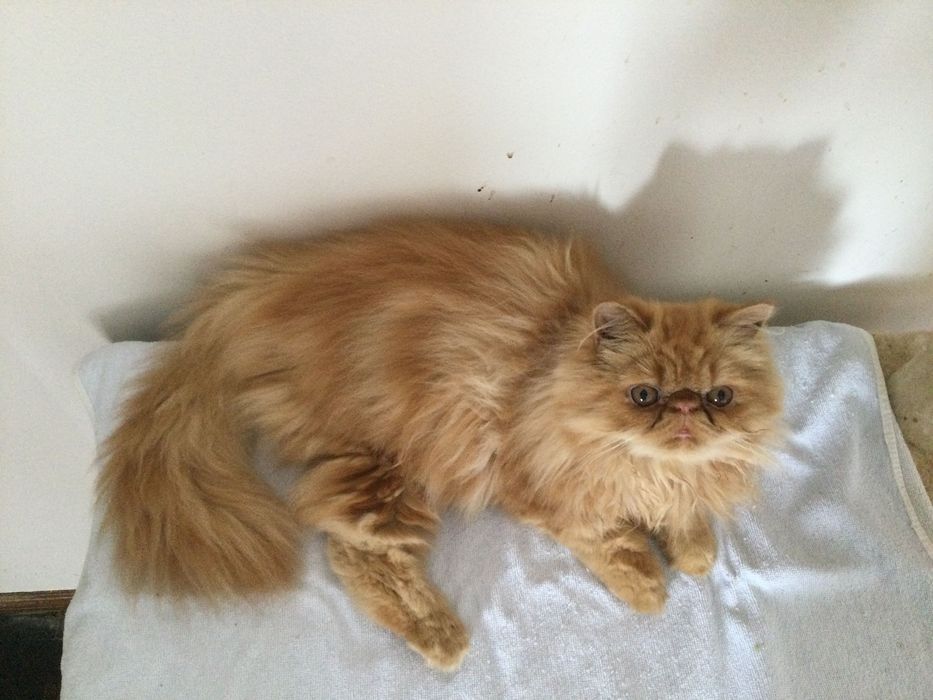 Gatina persa puro muito Linda