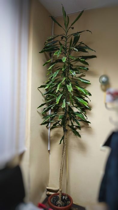 Вазон ДРАЦЕНА 3м. Пальма Юка Кімнатна рослина 3м.