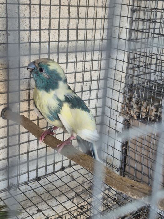 Kakarikis femea  spangle
