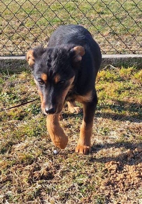 Dwa szczenięta ,będą małymi psami.