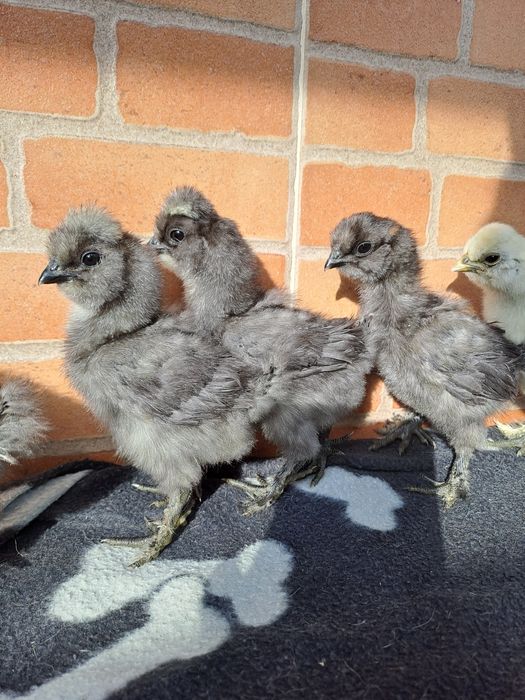 Sedosa do Japão - pintos