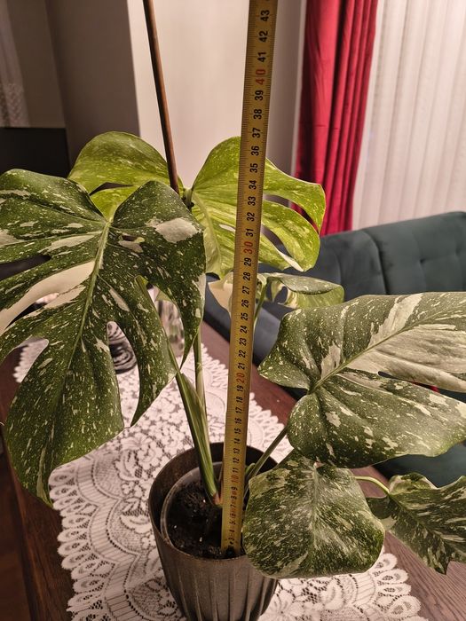 Monstera thai constellation