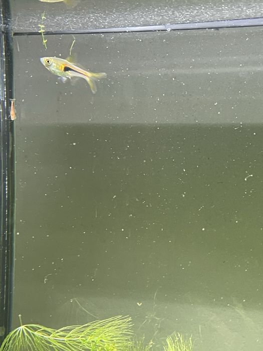 Rasbora para despachar