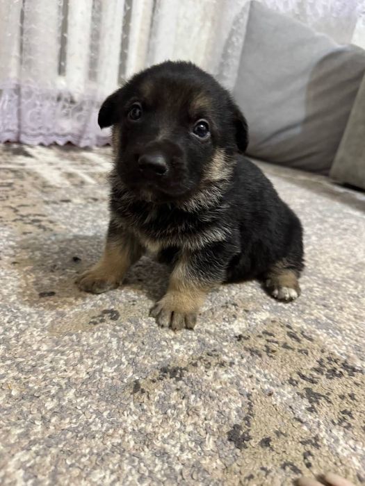 Продам цуценят німецької вівчарки