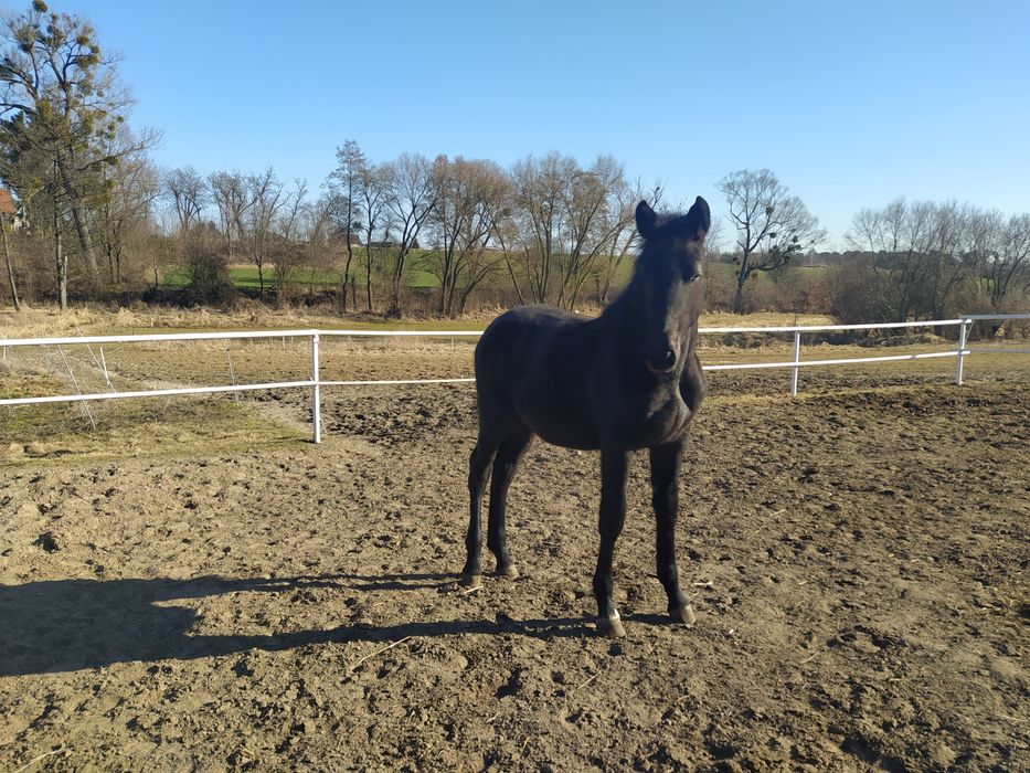 Ogierek Zangersheide