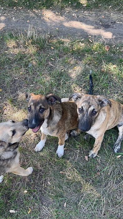 Цуцики(цуценята, щенки) шукають дім, вік 5міс