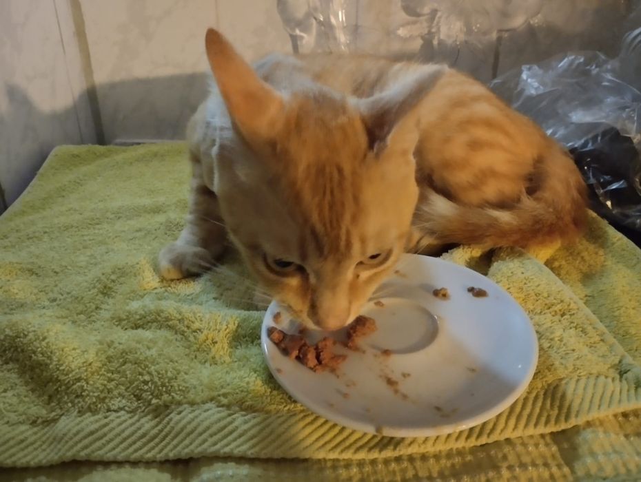 Gato meigo para adoção