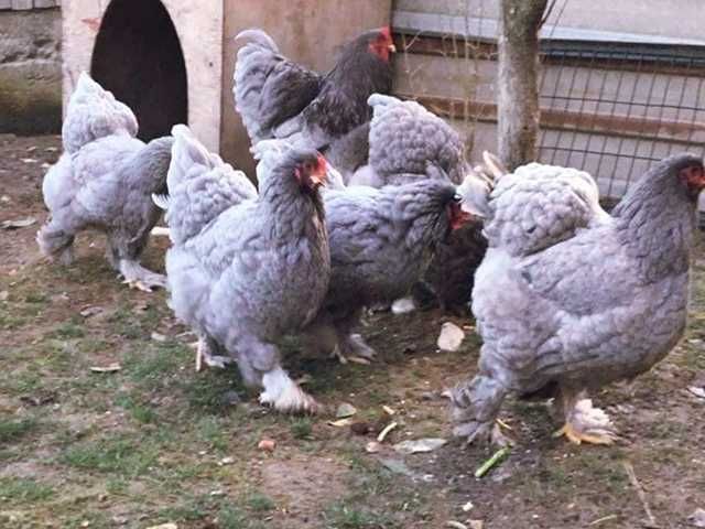 Інкубаційне яйце (курчата). Кохінхін: ізабелла, золото, блакитний.