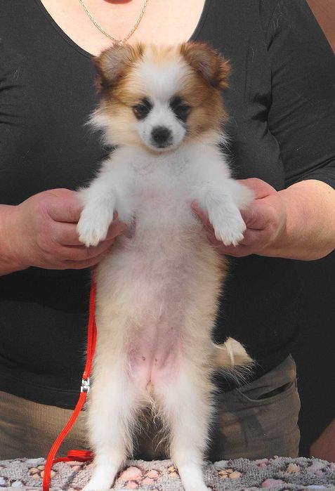 девочка папильон микс