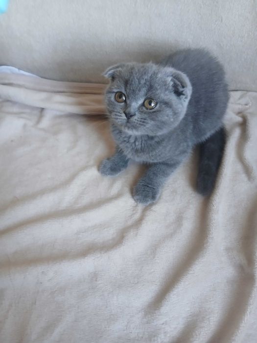 Вислоухие котята мальчики и девочки