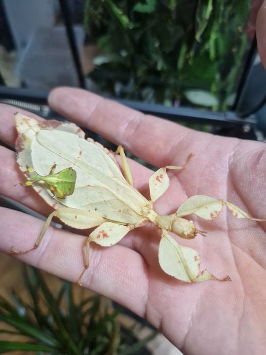 Liściec Phyllium philippinicum – nimfy