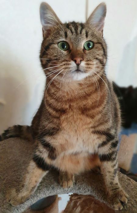 Отдам даром в добрые руки зеленоглазую полосатую кошечку