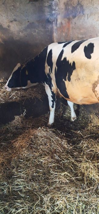 Jałówki cielne hf i rw