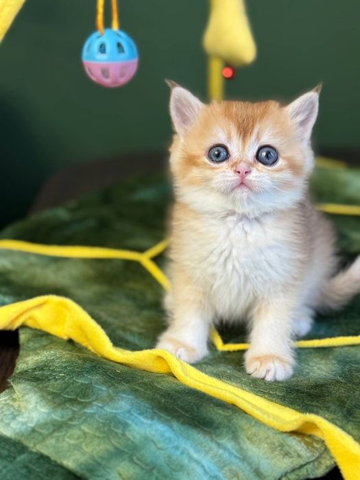 Британские котята золотая шиншилла