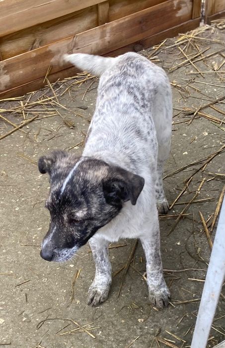 Suczka Kropka ok 9 miesięcy do adopcji