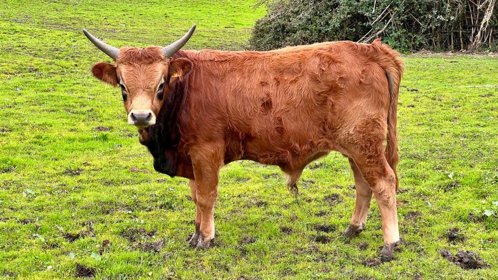 Lote / Vitelos / Cachenas - Modo de Produção Biológico