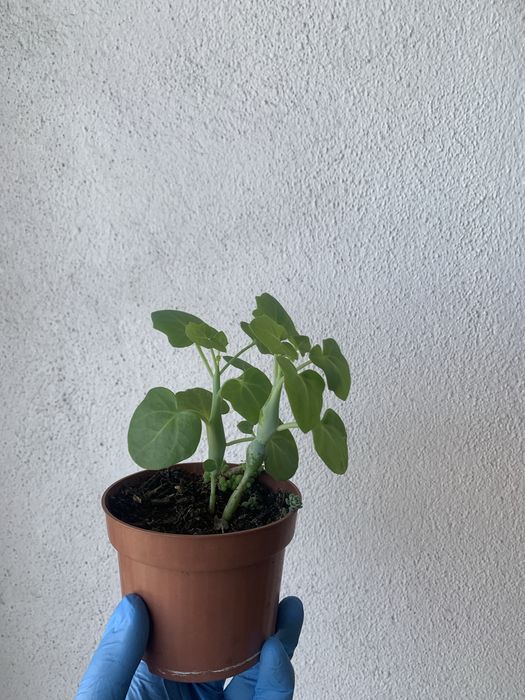 Suculenta com raiz em vaso