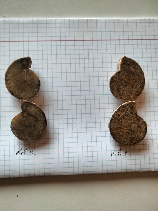 Натуральний камінь Амоніт