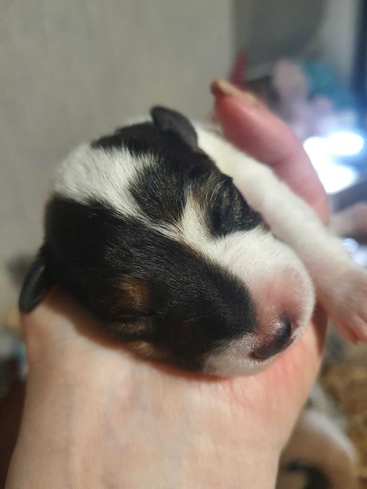 Фокс терьер собаки