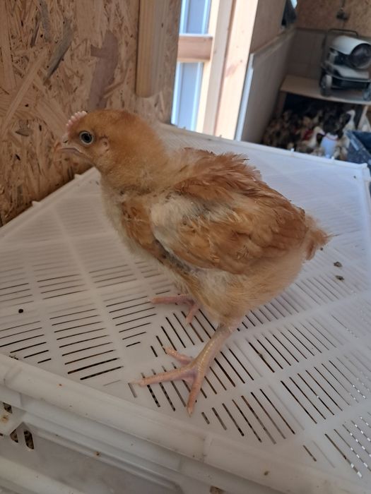 Brojlery Zagrodowe RedBro! Zapisy na sezon 2026 r. Dowóz do klienta !