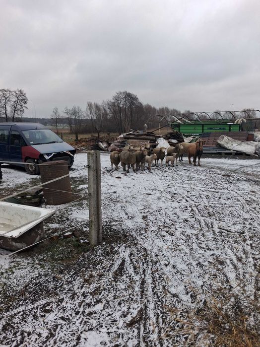 sprzedam kozła rasa mięsna wiek 3lata