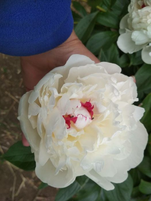 Продам саженцы пионов