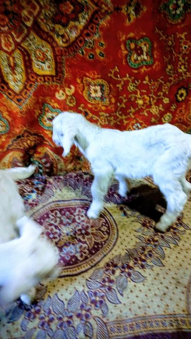 Козлята, козы ,коза