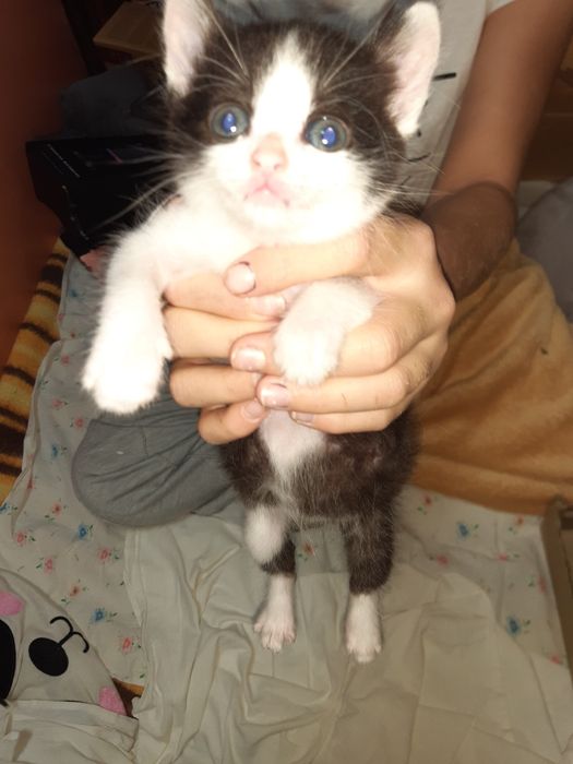 Котики, кошенята в хороші руки, 2 хлопчики