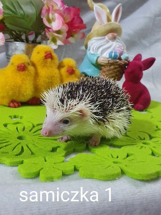 Jeż pigmejski Jeż afrykański