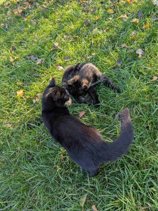 Кошенята, домашні улюбленці