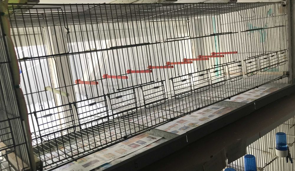 Gaiolas, viveiros com função de voadeiras para criação, de canários.