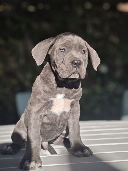 Cane Corso Italiano - Macho Cizento