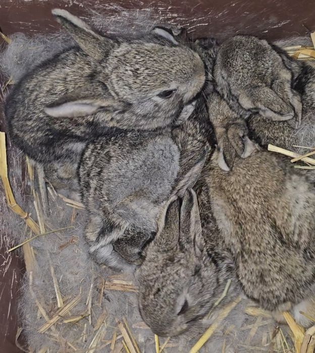 Coelhos novos Boa raça