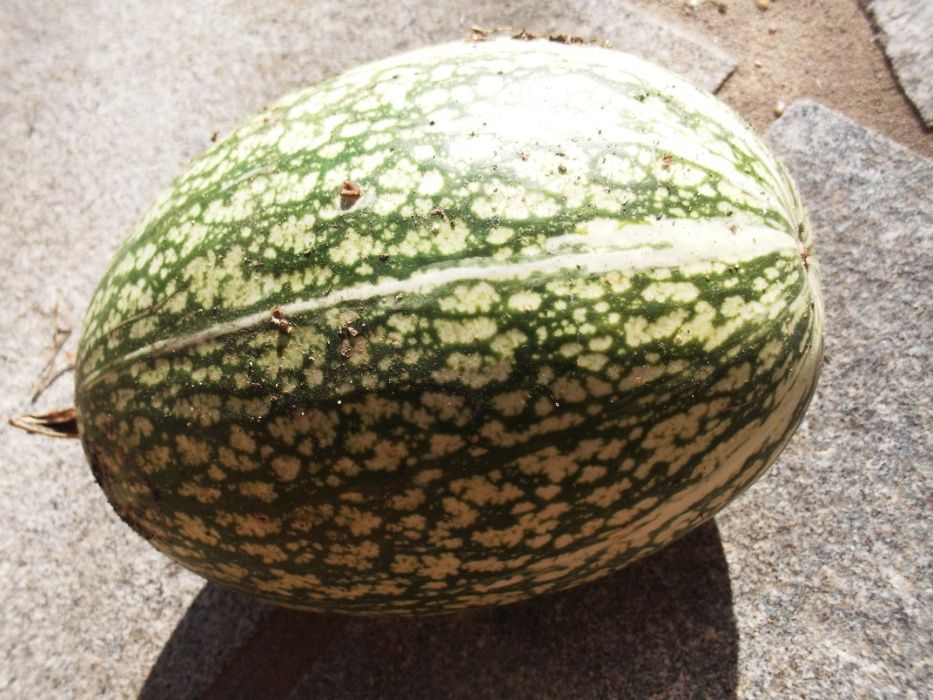 Sementes de Cabaça Chila biológica