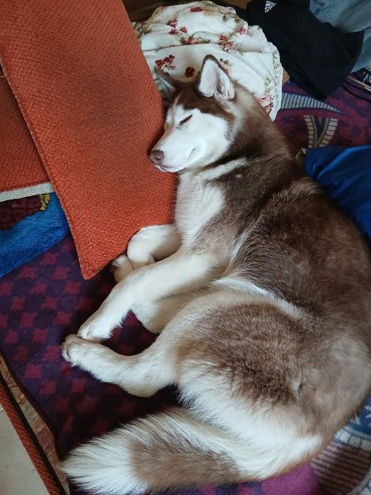 Віддам безкоштовно в добри рукі Хаскі