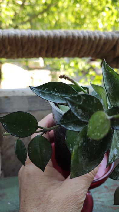 Hoya lacunosa ескімо з 2 квітконосами