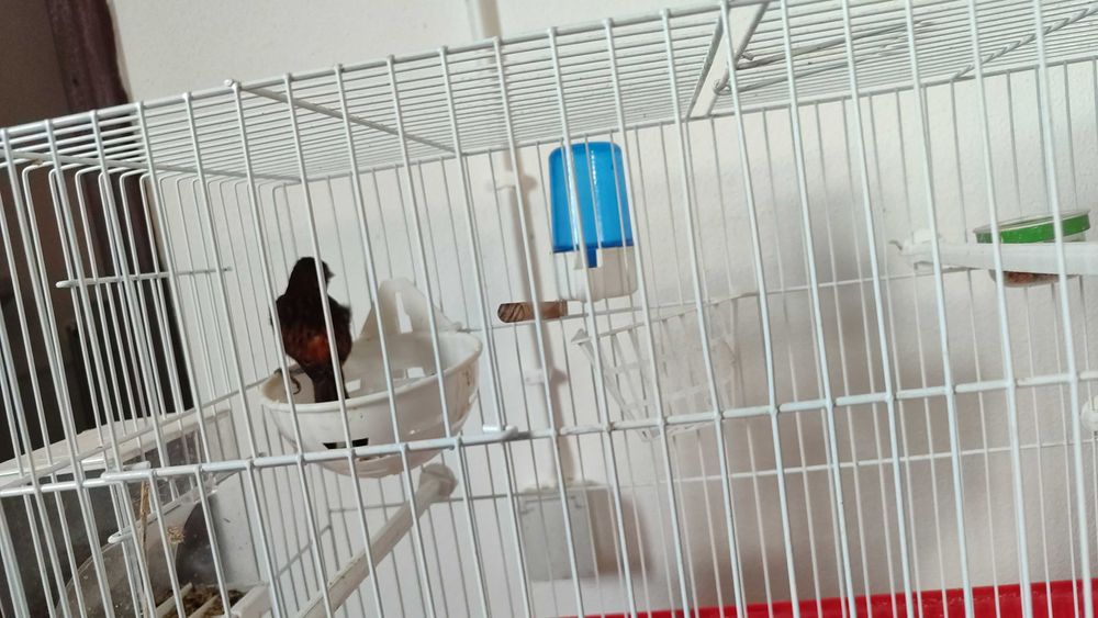 Canária bronze (anilha de creador )