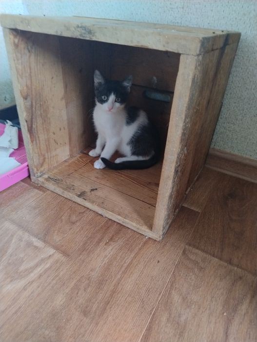 Кошки и котята девочки