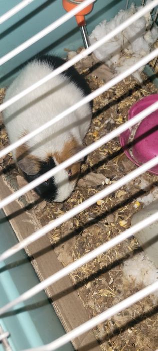 Отдам даром морскую свинку бесплатно!