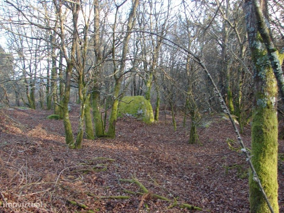 Monte em Paredes de Coura