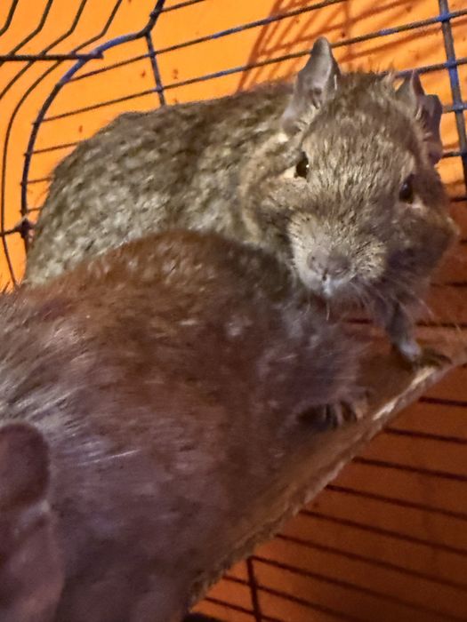 Koszatniczki za darmo Olsztyn