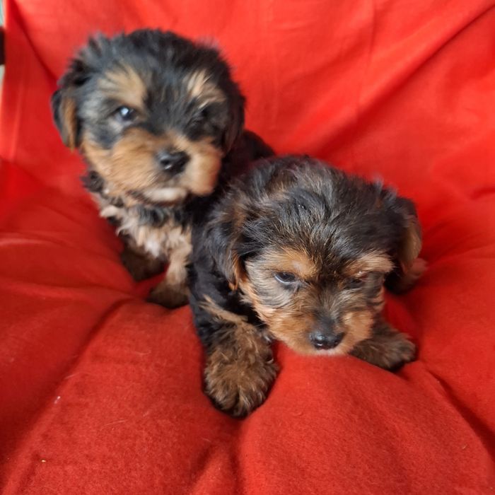 Yorkshire terrier rodowód +wyprawka