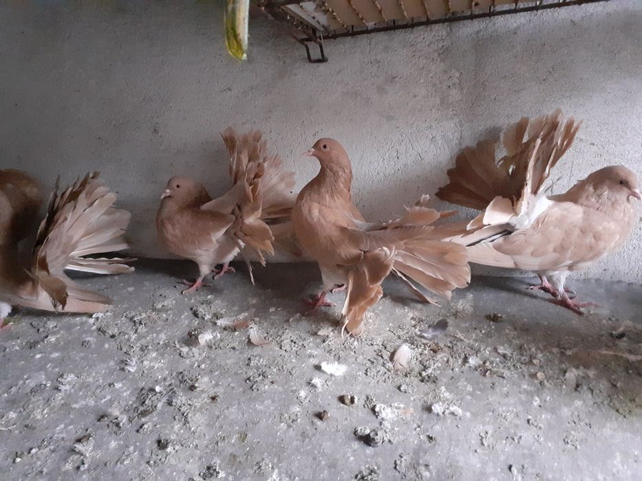 Sprzedam pawie żółte