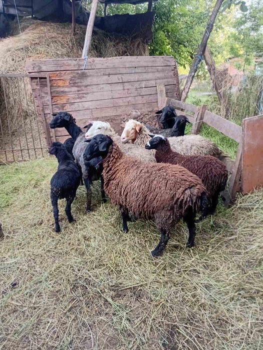 Продам овец вівці строчно